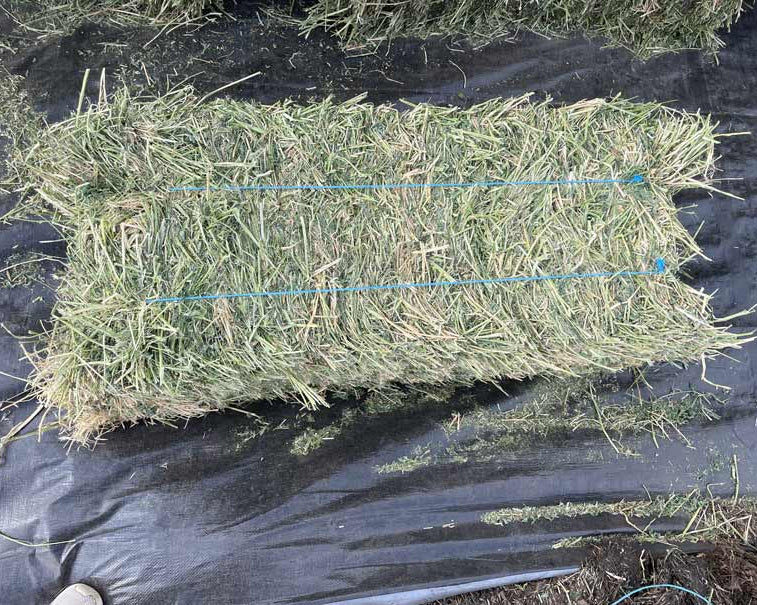 1st Cutting Alfalfa Hay