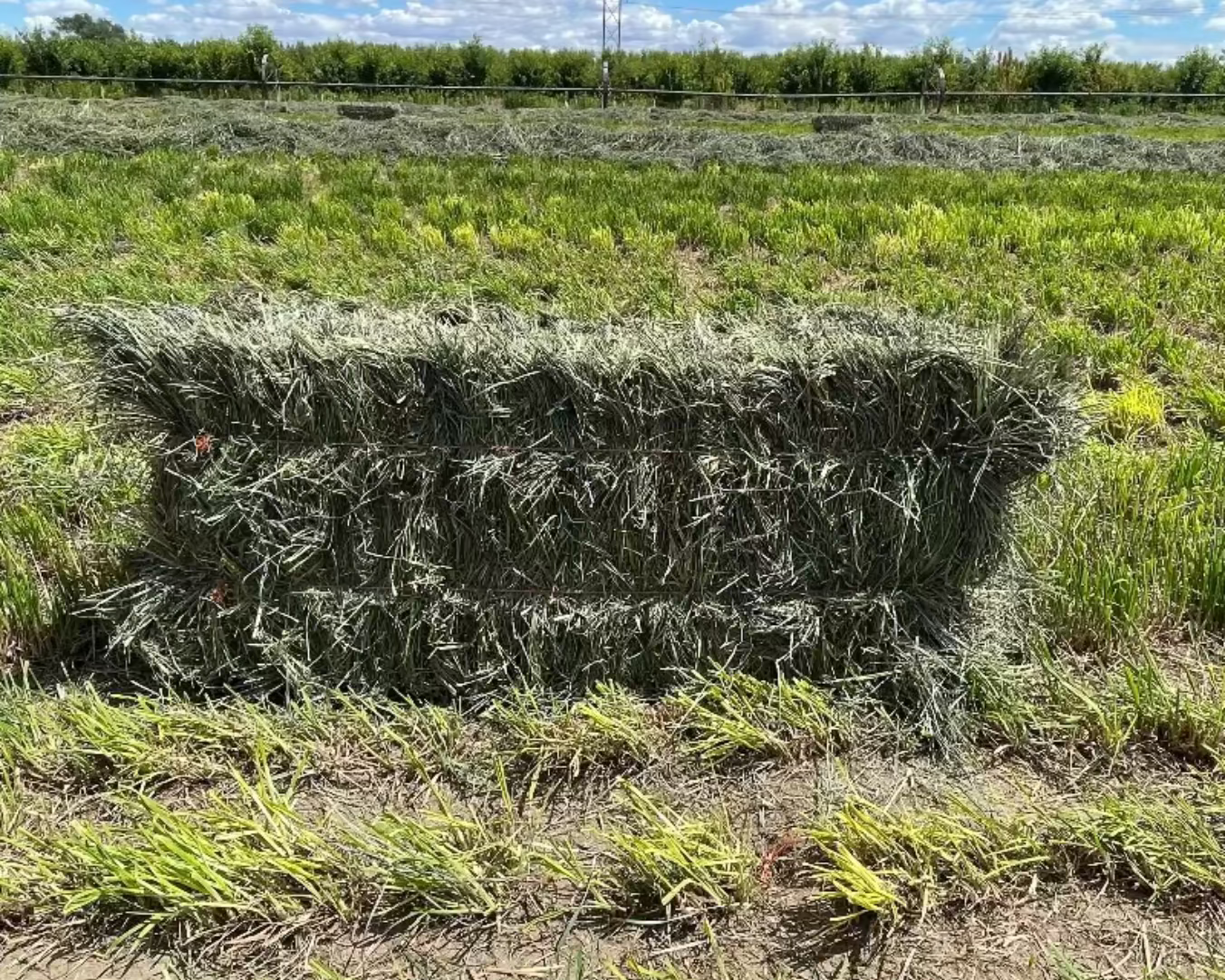 Orchard Alfalfa Mix Hay