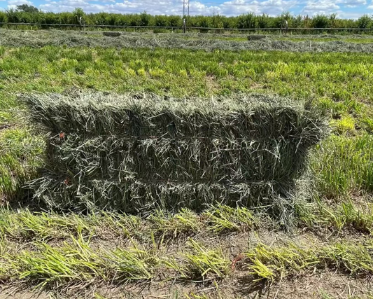 Orchard Alfalfa Mix Hay